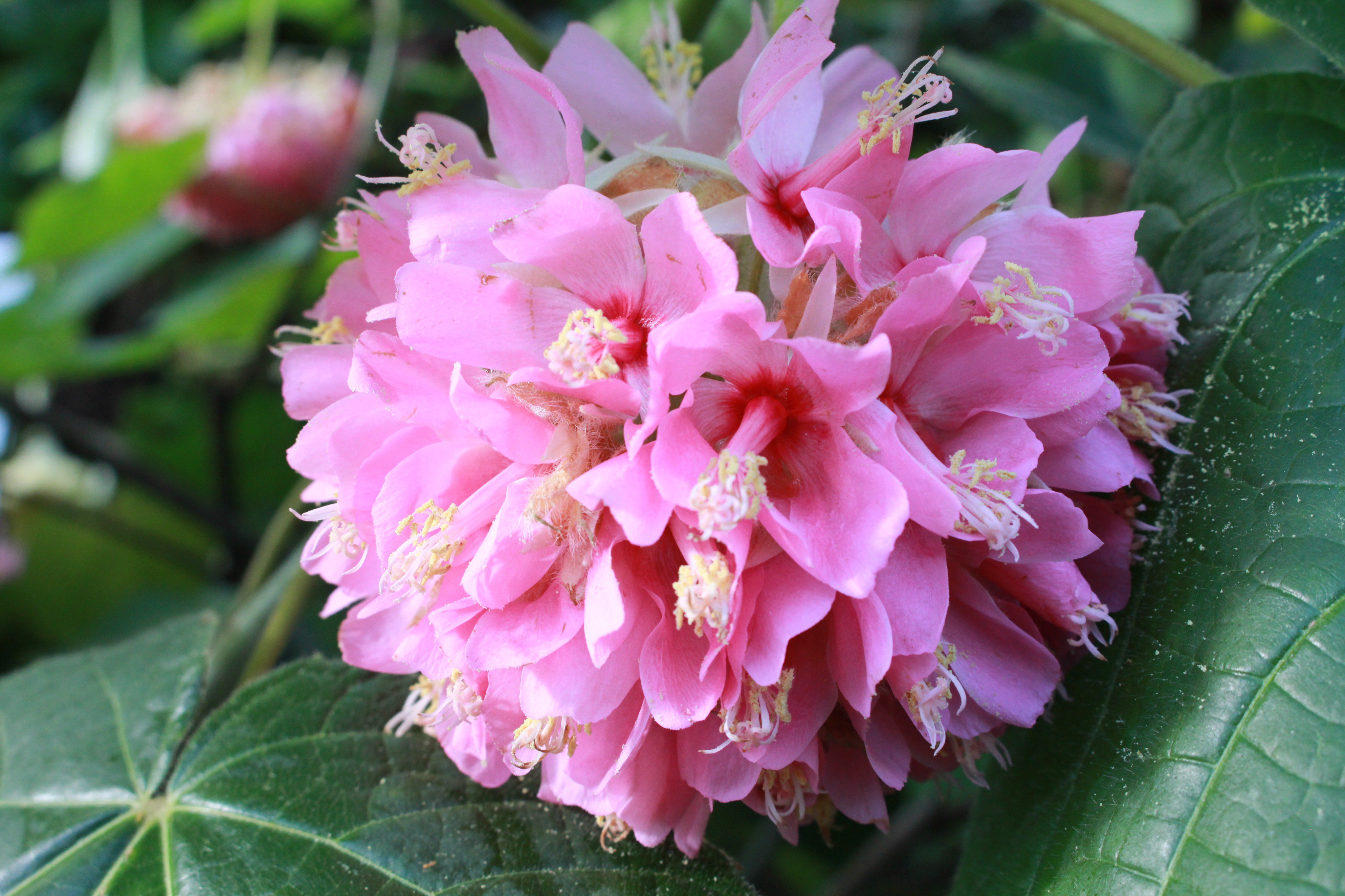 טוויטר 咲くやこの花館 בטוויטר とってもいい香りの植物をご紹介 熱帯花木 室にて ドンベア の仲間 写真1 2 と ソランドラ マキシマ 写真3 4 が開花中です どちらもまるでココナッツを思わせるようなあまーい香りがします ピンクの鞠 まり のような姿や