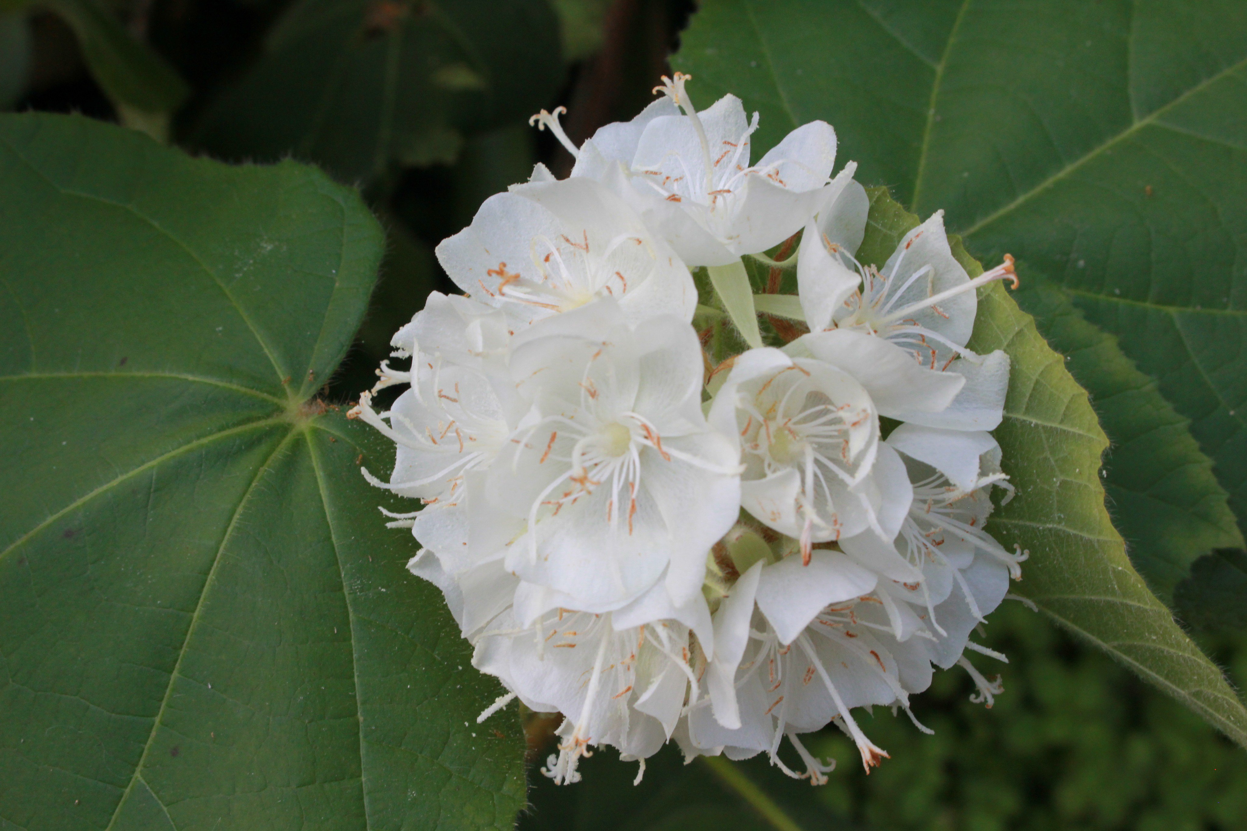 טוויטר 咲くやこの花館 בטוויטר とってもいい香りの植物をご紹介 熱帯花木 室にて ドンベア の仲間 写真1 2 と ソランドラ マキシマ 写真3 4 が開花中です どちらもまるでココナッツを思わせるようなあまーい香りがします ピンクの鞠 まり のような姿や