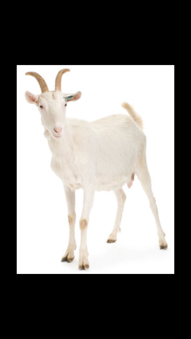 TonyDadgum's tweet photo. Merry Christmas from the goat in the parking lot. https://t.co/tq6zt13LQG