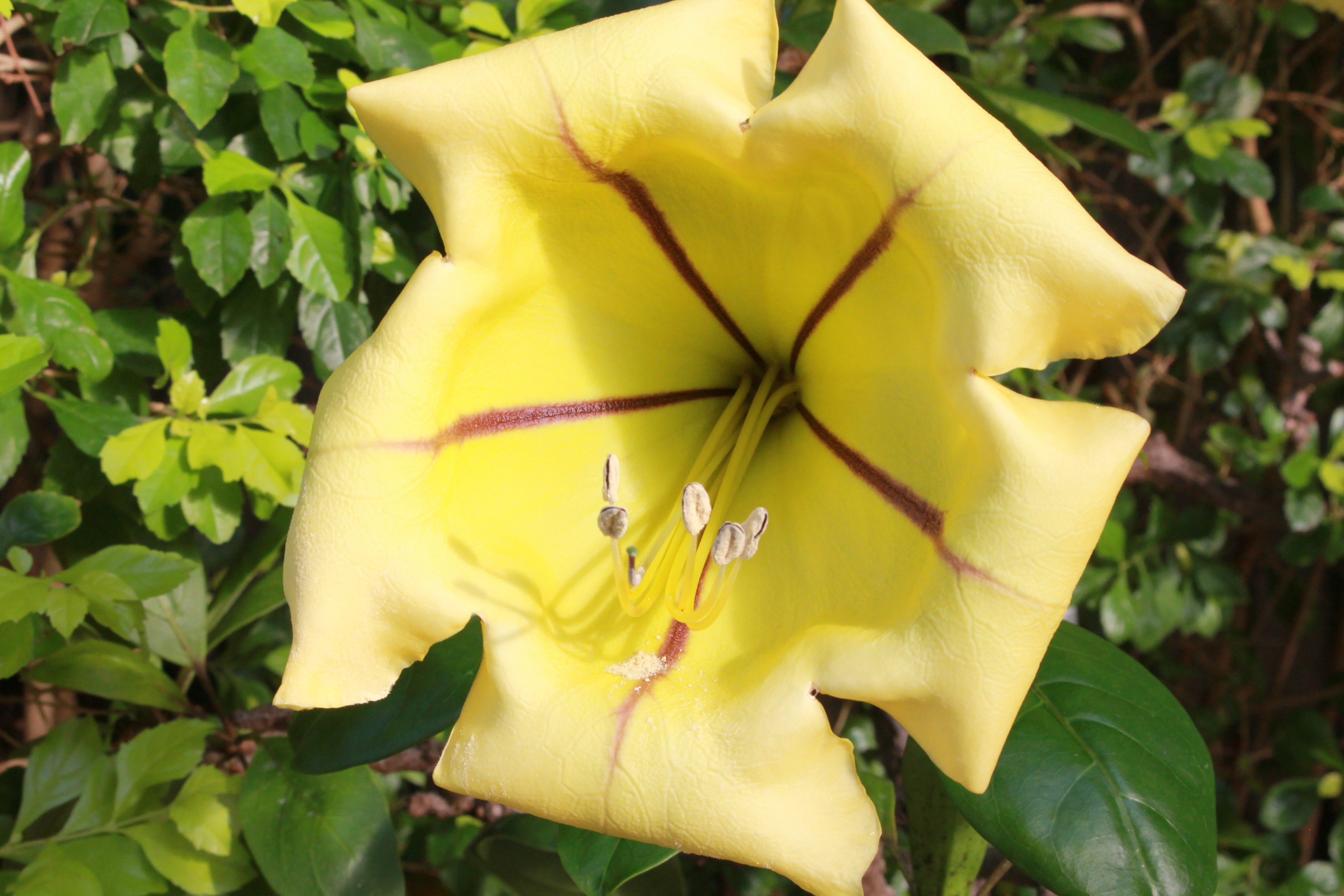 טוויטר 咲くやこの花館 בטוויטר とってもいい香りの植物をご紹介 熱帯花木 室にて ドンベア の仲間 写真1 2 と ソランドラ マキシマ 写真3 4 が開花中です どちらもまるでココナッツを思わせるようなあまーい香りがします ピンクの鞠 まり のような姿や