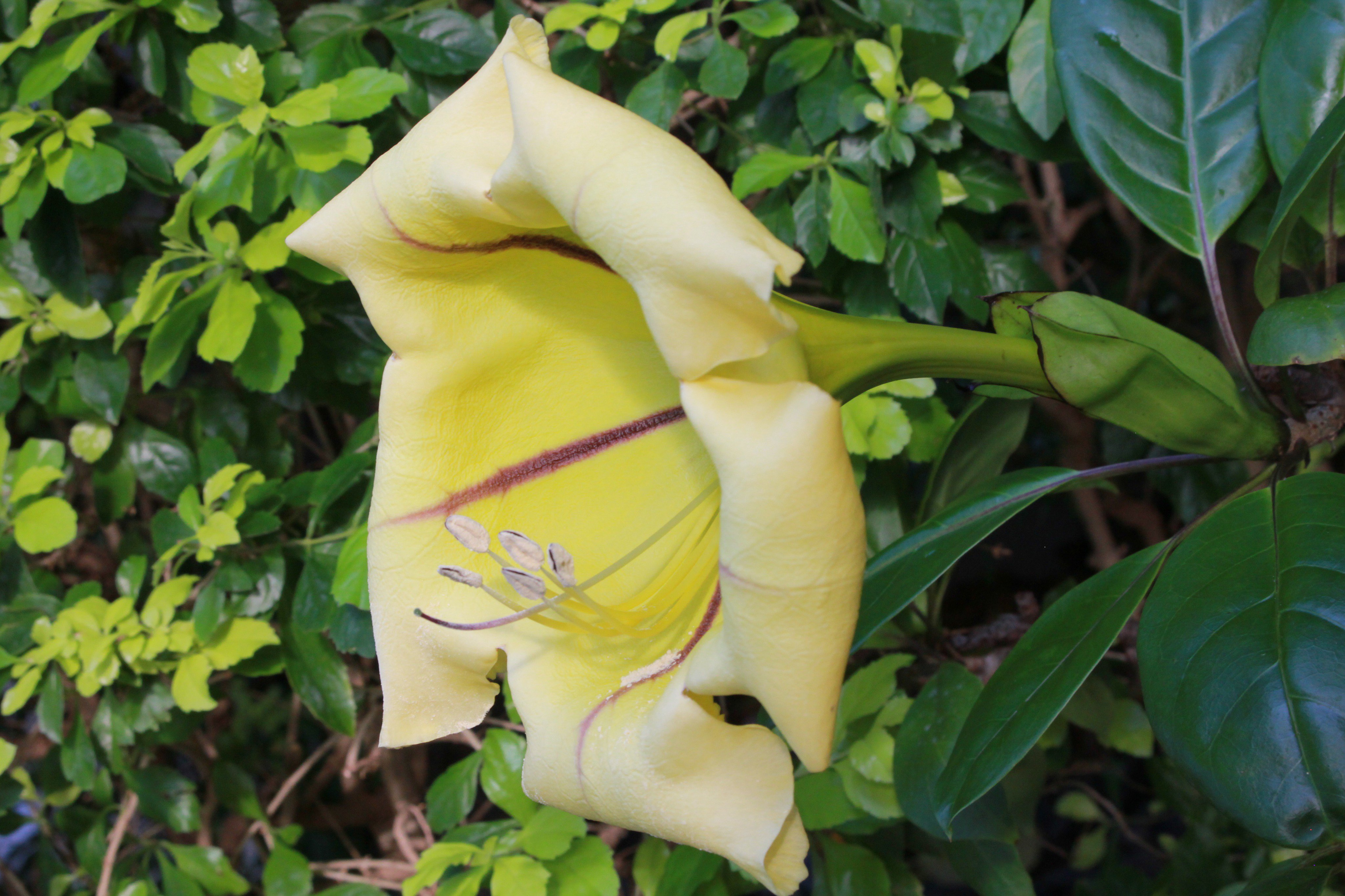 טוויטר 咲くやこの花館 בטוויטר とってもいい香りの植物をご紹介 熱帯花木 室にて ドンベア の仲間 写真1 2 と ソランドラ マキシマ 写真3 4 が開花中です どちらもまるでココナッツを思わせるようなあまーい香りがします ピンクの鞠 まり のような姿や