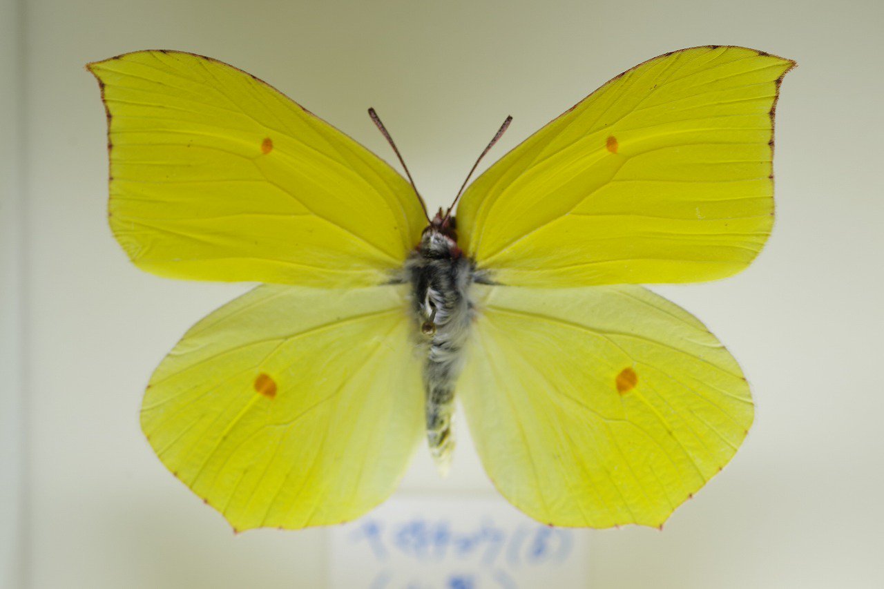 Masao 私の好きな黄色い蝶 シリーズ ヤマキチョウ 英語のbutterfly バターのような蝶 の語源となったとも言われる蝶 越冬する 本州中部にしか居ない 一度 その飛翔する姿を見に行きたい蝶の一つ 現在 絶滅危惧類 B 山梨県産
