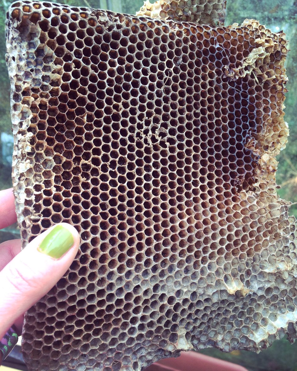 A little gift from the bees 🐝🍯#beeswax #honeycomb #naturesarchitects