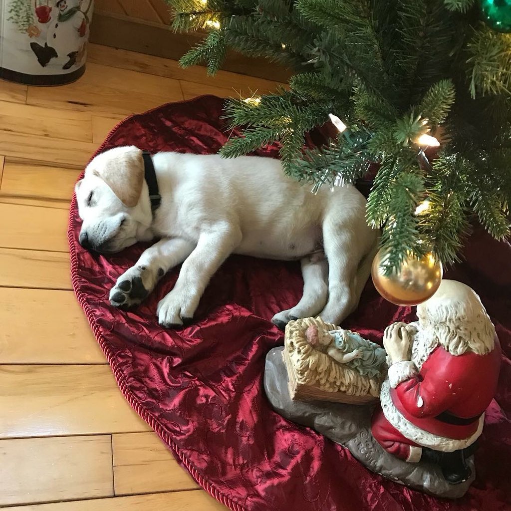 sooshii's tweet photo. @dog_rates Troy conked out under the tree after the gift wrap was disposed of. #TooMuchChristmas #PuppysFirst #Snoozles https://t.co/xS2IFAGVA3