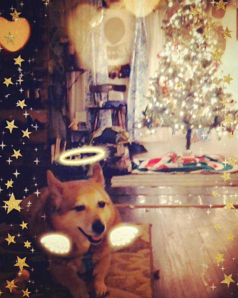 xsamantharagex's tweet photo. This little cherub angel wishes everyone a happpppy Christmas and a joyous belated hanukkah! 🎄💕#roughles #chow #christmahanakwanzika https://t.co/ylM0jYD0Un https://t.co/9DJ3A8pSmT