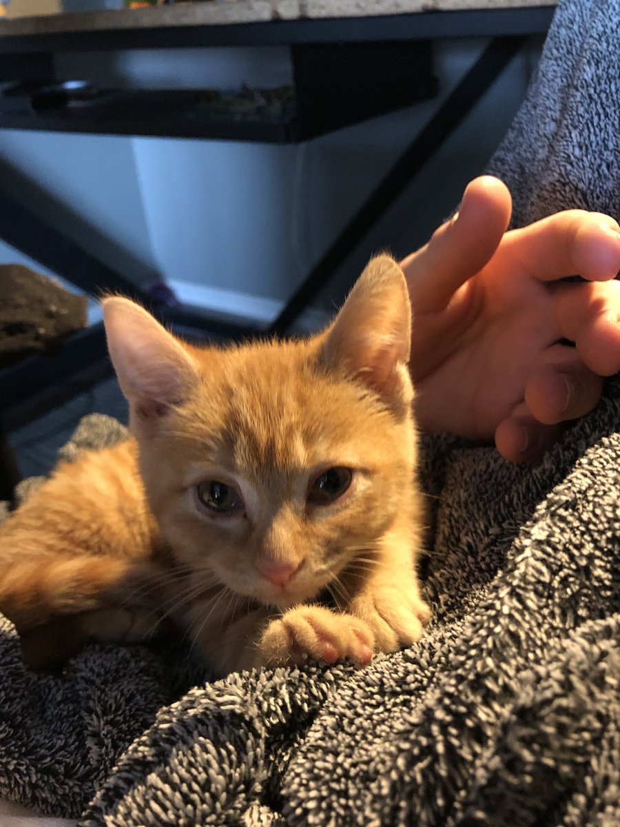 kennykenken_'s tweet photo. the newest addition to the family https://t.co/62deOXv6M0