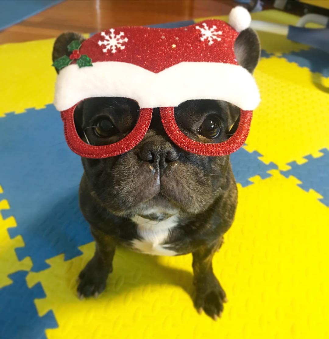 puplifted's tweet photo. This is Remy. He's sure to spot all the best gifts under the tree this year. Happy Howlidays! 🎄

🔗 https://t.co/oU9wwYFIEt
#️⃣ #frenchbulldog #frenchie #bulldog #santa #merrychristmas #merrypupsmas #happyhowlidays #happyholidays #christmasdog #christmastree #holidays #dogs https://t.co/QAgwRjCopL