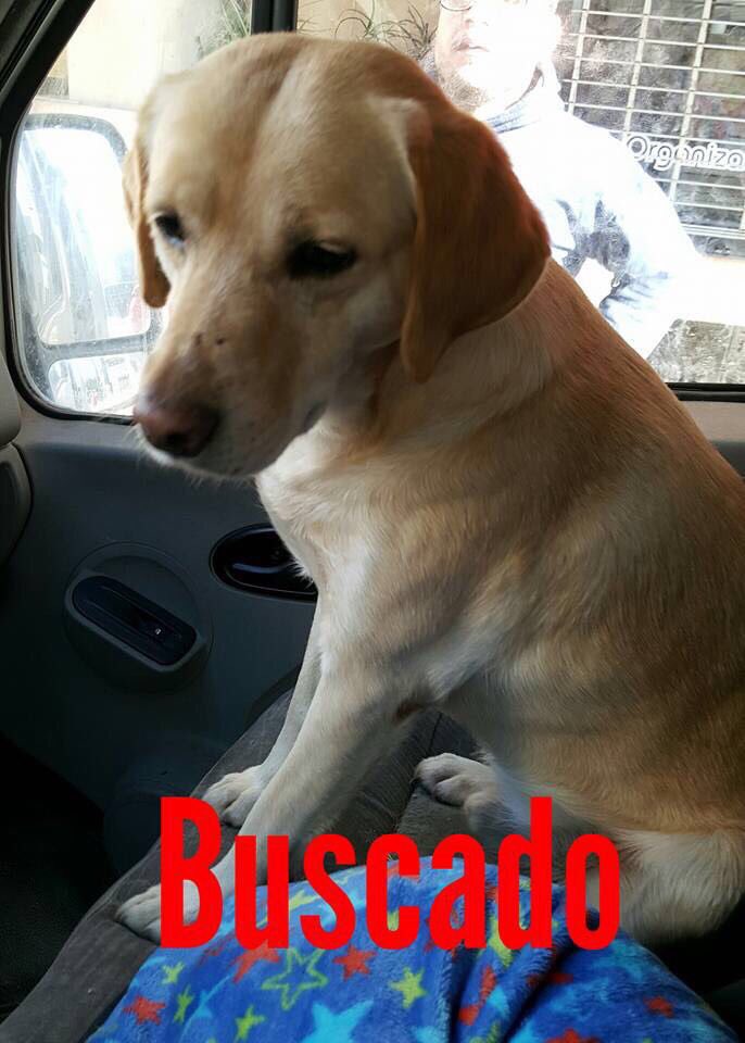 refuasis's tweet photo. S O S  URGENTE
Pedimos máxima difusión para encontrar a estos dos perritos comunitarios de Lomas que se escapo de su transito el 24/12 al mediodia. RESPONDEN a sus nombres RUBIO y JUNCO. Contactarse con nosotros a adopciones@refugiosfa.org o por mensaje privado en nuestras redes https://t.co/hz86E31w6R