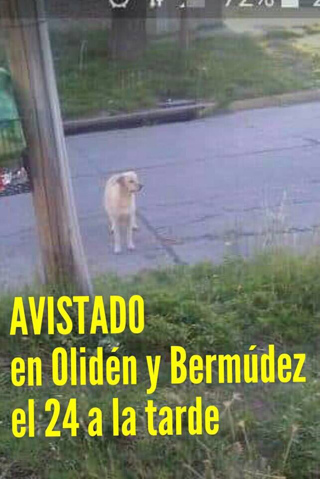 refuasis's tweet photo. S O S  URGENTE
Pedimos máxima difusión para encontrar a estos dos perritos comunitarios de Lomas que se escapo de su transito el 24/12 al mediodia. RESPONDEN a sus nombres RUBIO y JUNCO. Contactarse con nosotros a adopciones@refugiosfa.org o por mensaje privado en nuestras redes https://t.co/hz86E31w6R