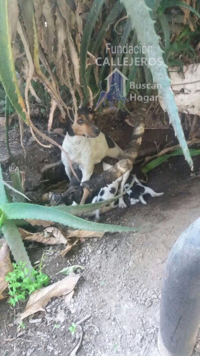 fundacionCBH's tweet photo. #Mandy 
Mamita recatada del Peligro junto a sus bebés, ya está en Hogar Transitorio, hasta que sus bebés coman por sí solos. Y poder darlos
Quienes nos quieran Cooperar con alimento para la Mamita lo agradecemos. RT https://t.co/U7IZVQjA3N