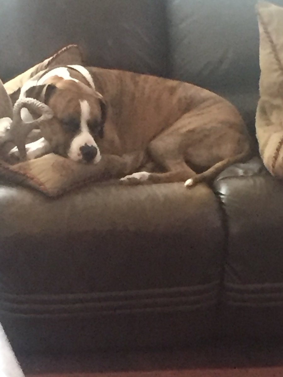 LupeTexfan's tweet photo. I will guard my bone! Even when I sleep. #boxermas #mutt #zeus https://t.co/A6gV3ttmfw