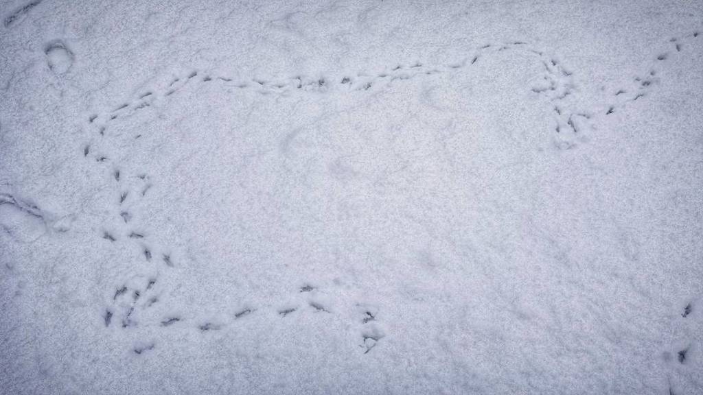 jdkelleher's tweet photo. Go home Crow, you're drunk. The snow reveals the truth.
#snow #footprints #footprintsinthesnow #crow #drunk #drunkwalking #seattle #georgetown #urban #citystreets #optoutside #washington #washingtonstate #wa #pnw https://t.co/vwNtfgOBL1 https://t.co/6v0hOXBSAr