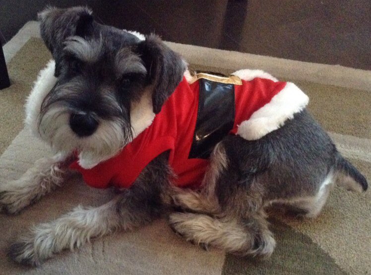 colangelo_lisa's tweet photo. Merry Christmas to those celebrating today. @mollyyeg #firstYEGChristmas #YEG #Christmas2017 https://t.co/Zr1jhjyQvF