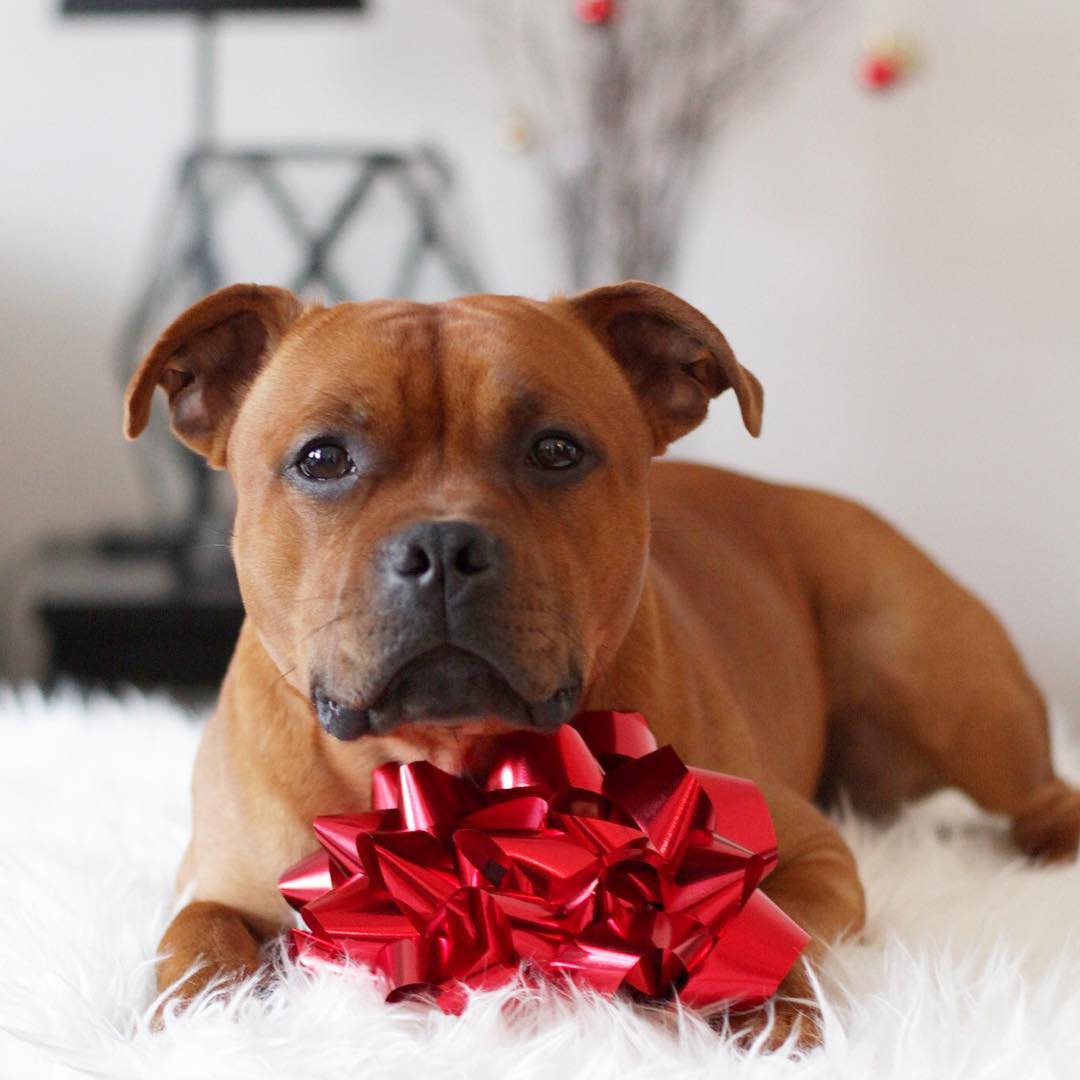 puplifted's tweet photo. Having the unconditional love of a dog in your life is really the best present anyone could ask for. Happy Howlidays! 🎄

🔗 https://t.co/l53fGFGMJ4
#️⃣ #pitbull #bullterrier #merrychristmas #happyhowlidays #happyholidays #christmasdog #holidays #doglove #doglover #love #dogs https://t.co/lwTAuwhfq7