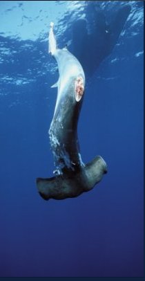 an0itslate's tweet photo. A shark dying for a rich mans soup 
Its simply unacceptable 
#OpFunKill https://t.co/aZb68verUS