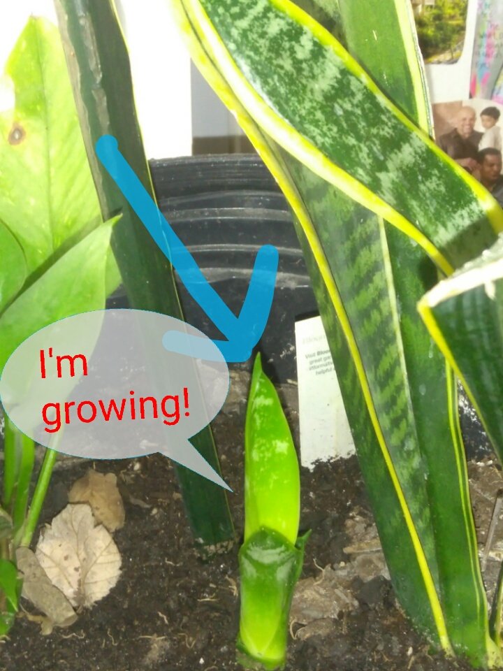 An unexpected Christmas gift. #MerryChristmas #growing mineralsister.wordpress.com/2017/12/25/une…