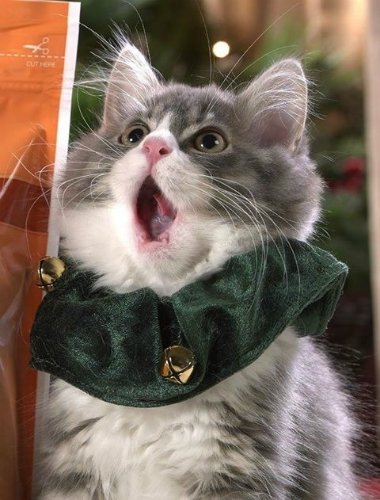 kittyworks's tweet photo. My first solo for the #CatChoir! #ChristmasCarols #cat #cats https://t.co/H2hb23GIvb
