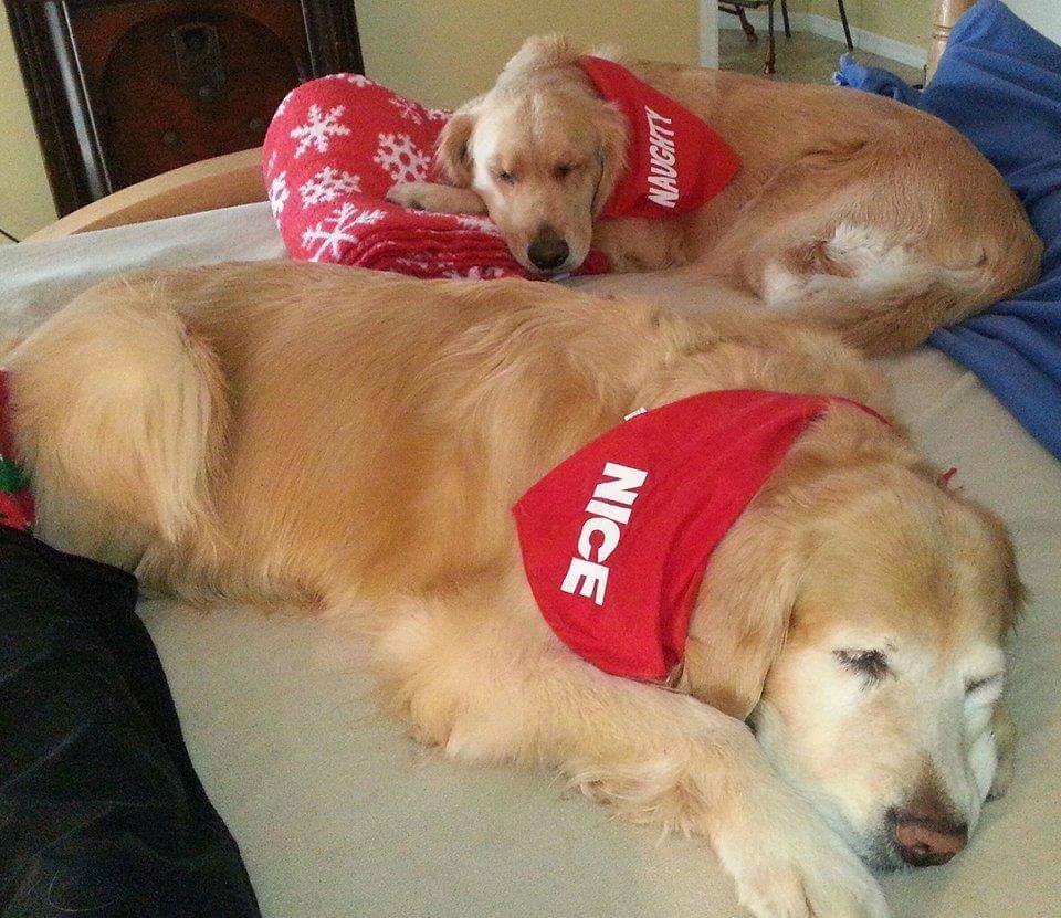 thegooddoggy's tweet photo. Sarasota &amp; Fiona #goldenretriever
@JustGoldens @AlllGolden @SugarTheGoldenR @goldensglee @GoldensRetrieve @iheartgoldenret @thedailygolden https://t.co/8BzzaJkwbN