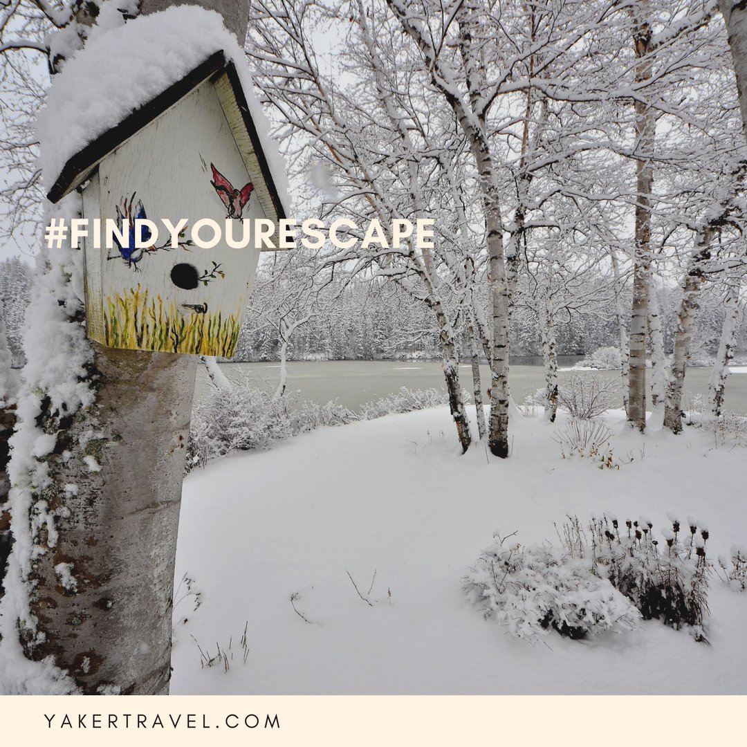 YakerTravel's tweet photo. We're Yaker Travel let's #FindYourEscape. We can search thousands of destinations for the best prices so you don't have to! Plan your escape now: https://t.co/ImK0qAnOfg #YakerTravel #findyourescape #snow #winteriscoming #christmasday #whitechristmas #zoomin #birdhouse #trees https://t.co/fWgFAtfJBL