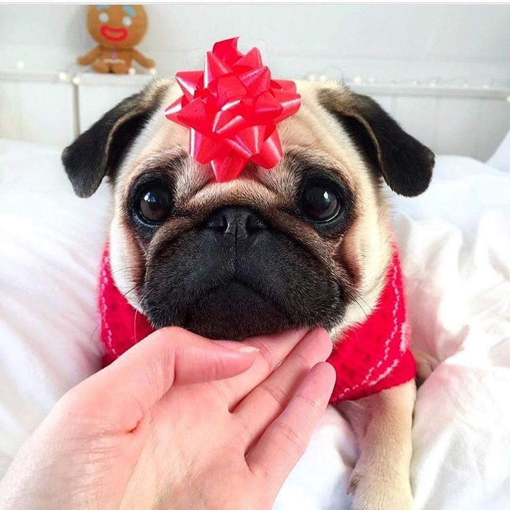 _happymane's tweet photo. All we want for Christmas is this cutie 😍🎄🎁 Merry Christmas everyone! @pugloulou https://t.co/bW5G7gzJ7Q https://t.co/1mMzaUCvJp