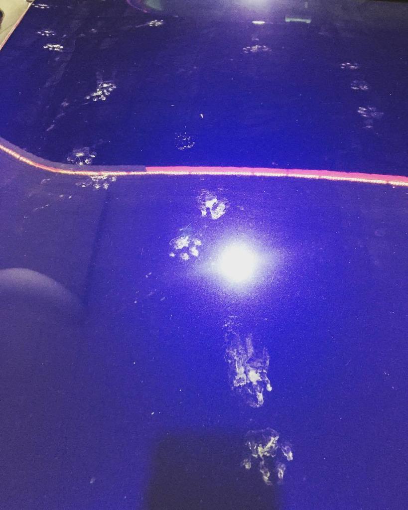 flushingbunnies's tweet image. 洗車に出したら動物来た。泥足で。これはなんの足跡でしょう。1. アライグマ 2. キツネ 3. 猫 4. コヨーテ Had our car washed in the morning and found this in the evening. #animaltracks #hootprints #justwashedit ift.tt/2C4eUOj