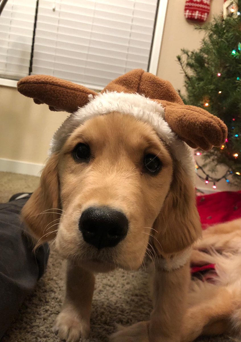 dog_rates's tweet image. Oh c’mon. I know it’s christmas but we still only rate dogs. Please don’t send in curious reindeer. Thank you... 12/10 would sneak a snug