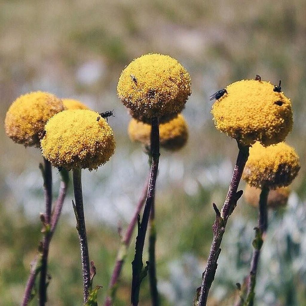 LoveOfJindabyne's tweet photo. Taking the good with the bad. Totally worth it.
#bushmans #beprepared #lovejindy #exceptforthebugs #jindabyne #snowymountainsnsw #wildflowers #kosciuszko #mountkosciuszko #alpine #billybuttons #billybutton https://t.co/pcEE3XyPvb https://t.co/GgJqAVcsVy