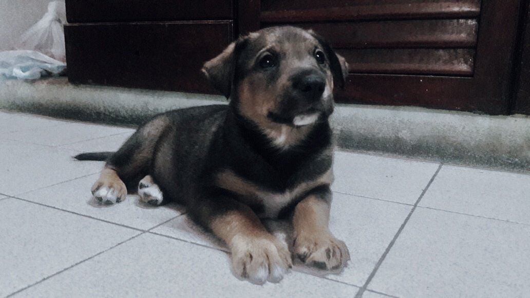 Abbi_Alegre's tweet photo. lo encontré y no puedo quedarmelo, tiene como 2 meses, es macho y es un amor, ayudenme dándole rt así le encuentro hogar🙏🏻 https://t.co/8TQ9DKvetU