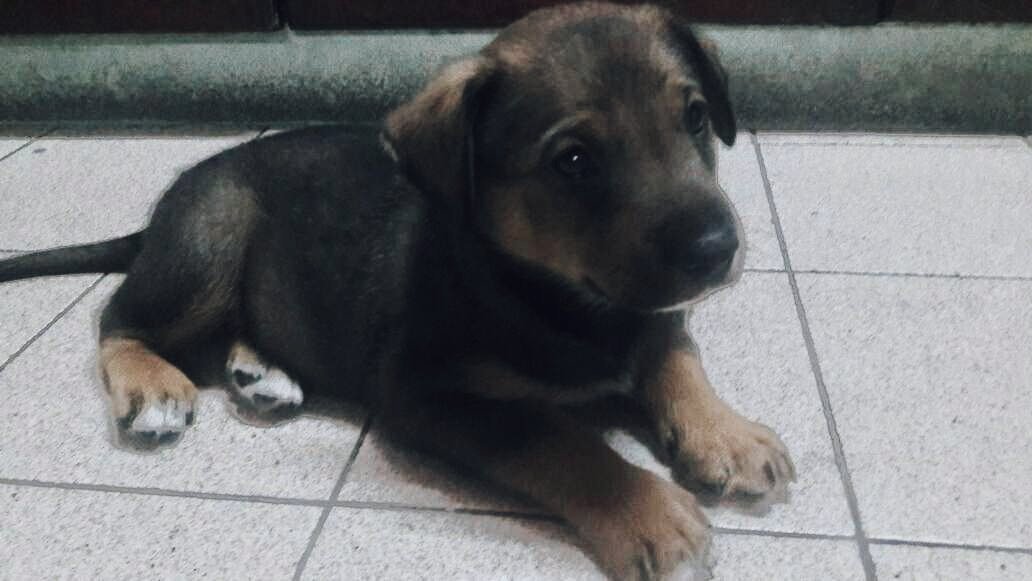 Abbi_Alegre's tweet photo. lo encontré y no puedo quedarmelo, tiene como 2 meses, es macho y es un amor, ayudenme dándole rt así le encuentro hogar🙏🏻 https://t.co/8TQ9DKvetU