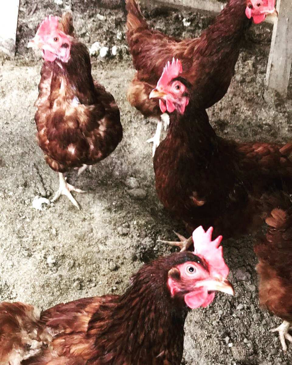 tsomrack's tweet photo. Merry Christmas from the ladies on the farm! 🎄🎁🐓🐄 https://t.co/HvqwrxwtPR