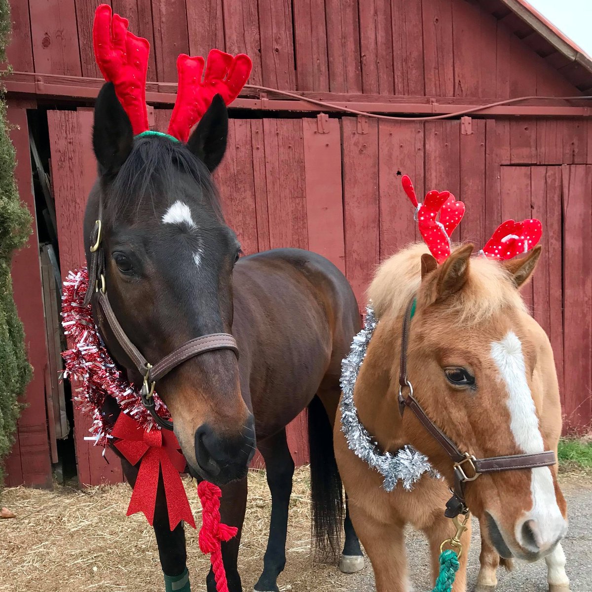 HeyMickey06's tweet photo. Merry Christmas! https://t.co/HMdGbZcV4K