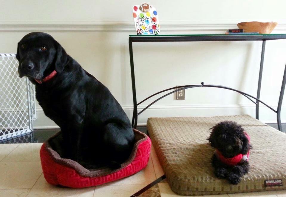 Say hello to Luke and Oliver. They opened the wrong gifts. Now they’re stuck with them. Clearly some sort of mixpup. 12/10 for both