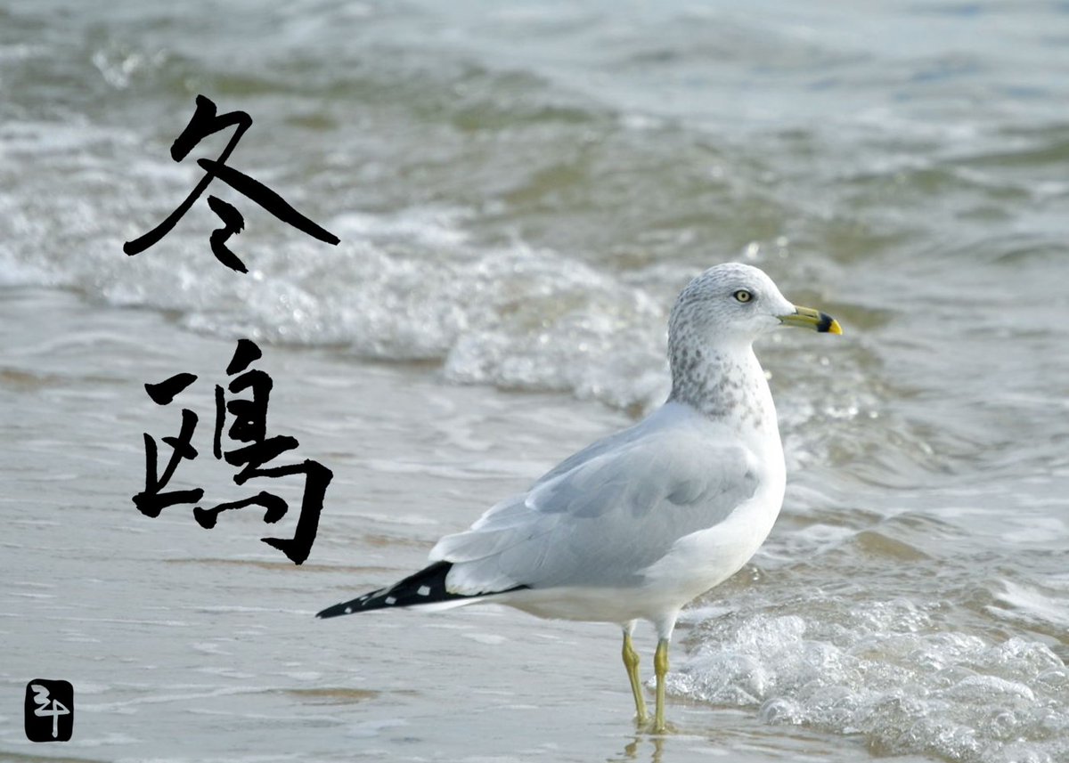三十 さとう 文字あそび 冬鴎 ふゆかもめ 季語としては 鴎 は従来無季なんだそうです そこにわざわざ 冬 をつけて冬の季語としたとか 冬の季語とした気持ち この鴎の姿を見れば納得できます 真っすぐに冬の海に向ける瞳には何を見る 三十 さとう 文字あそび 冬鴎 ふゆかもめ 季語としては 鴎 は従来無季なんだそうです そこにわざわざ 冬 をつけて冬の季語としたとか 冬の季語とした気持ち この鴎の姿を見れば納得できます 真っすぐに冬の海に向ける瞳には何を見る