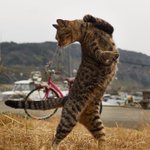もしかして達人なの？w猫の達人級の美しさを持ったショットが話題w