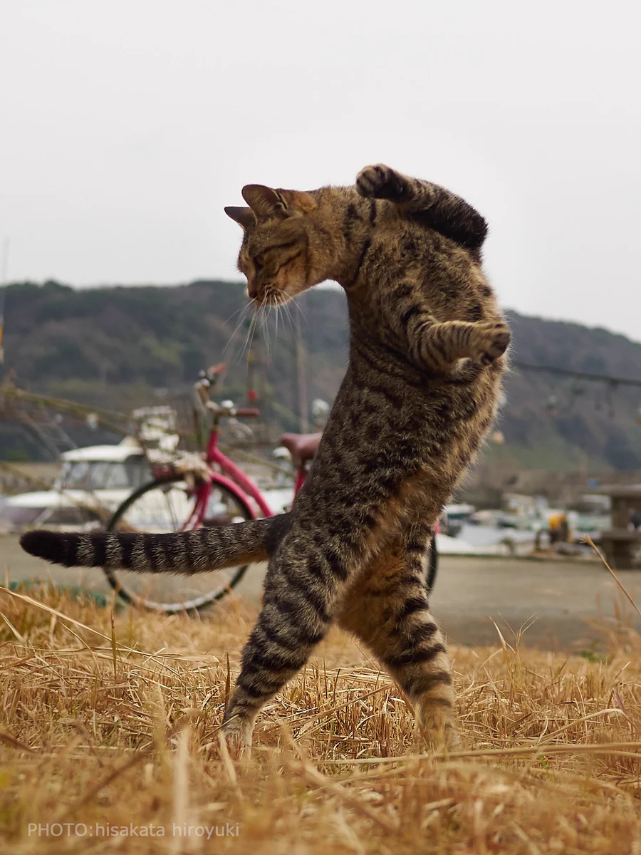 もしかして達人なの？ww猫の達人級の美しさを持ったショットが話題ww