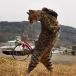 もしかして達人なの？w猫の達人級の美しさを持ったショットが話題w