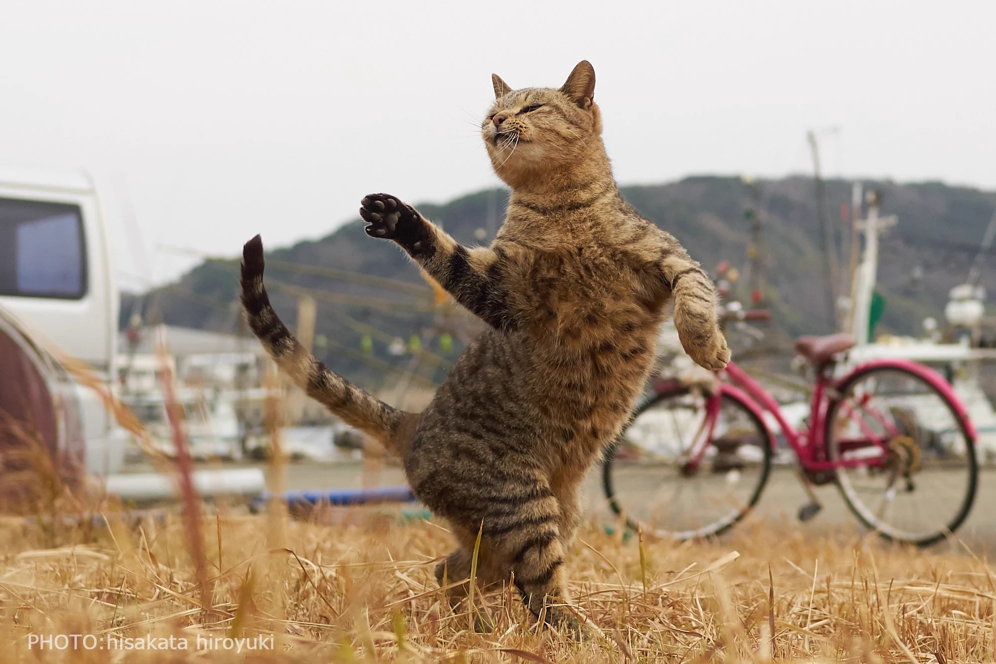 もしかして達人なの？ww猫の達人級の美しさを持ったショットが話題ww
