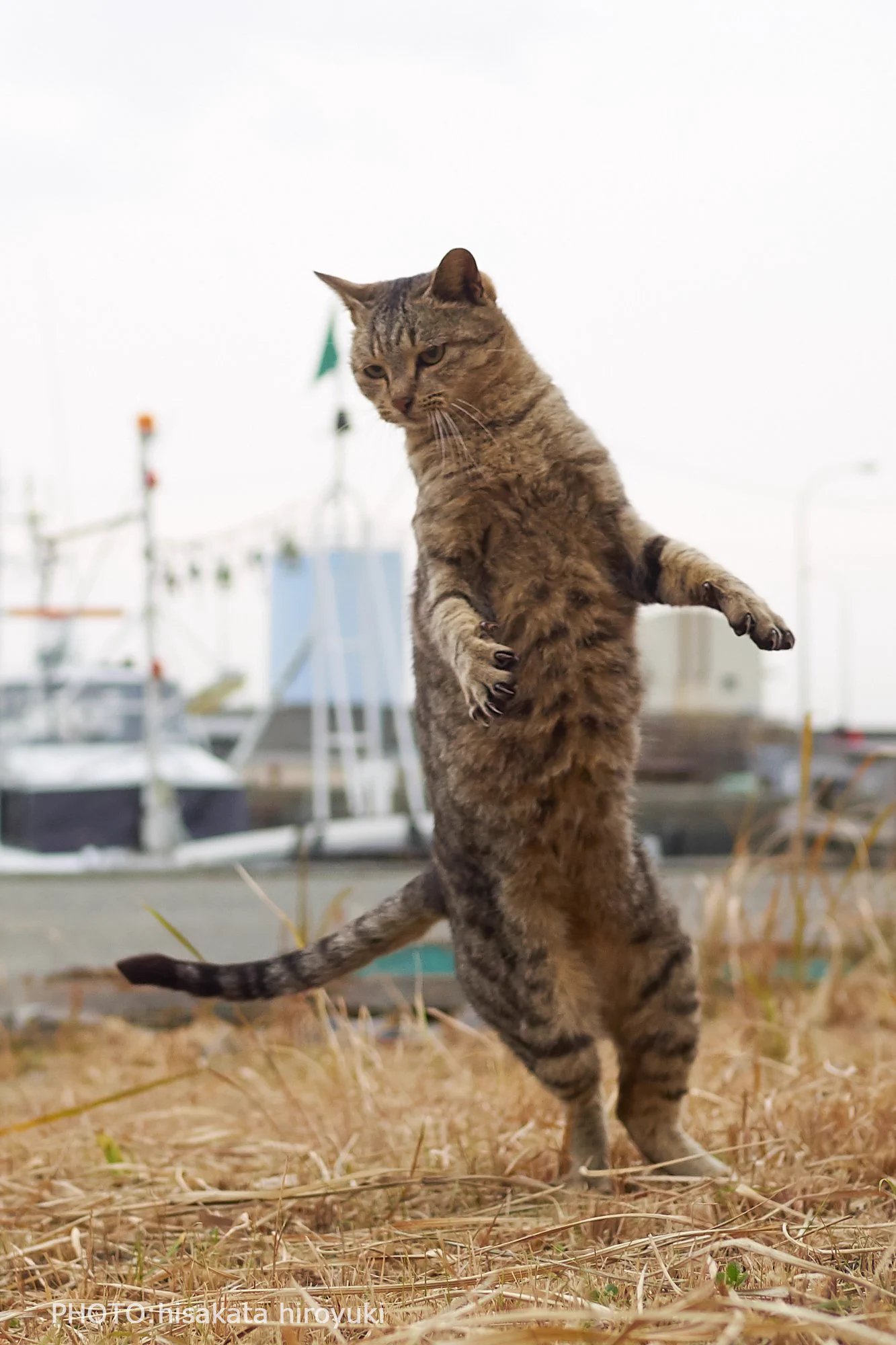 もしかして達人なの？ww猫の達人級の美しさを持ったショットが話題ww