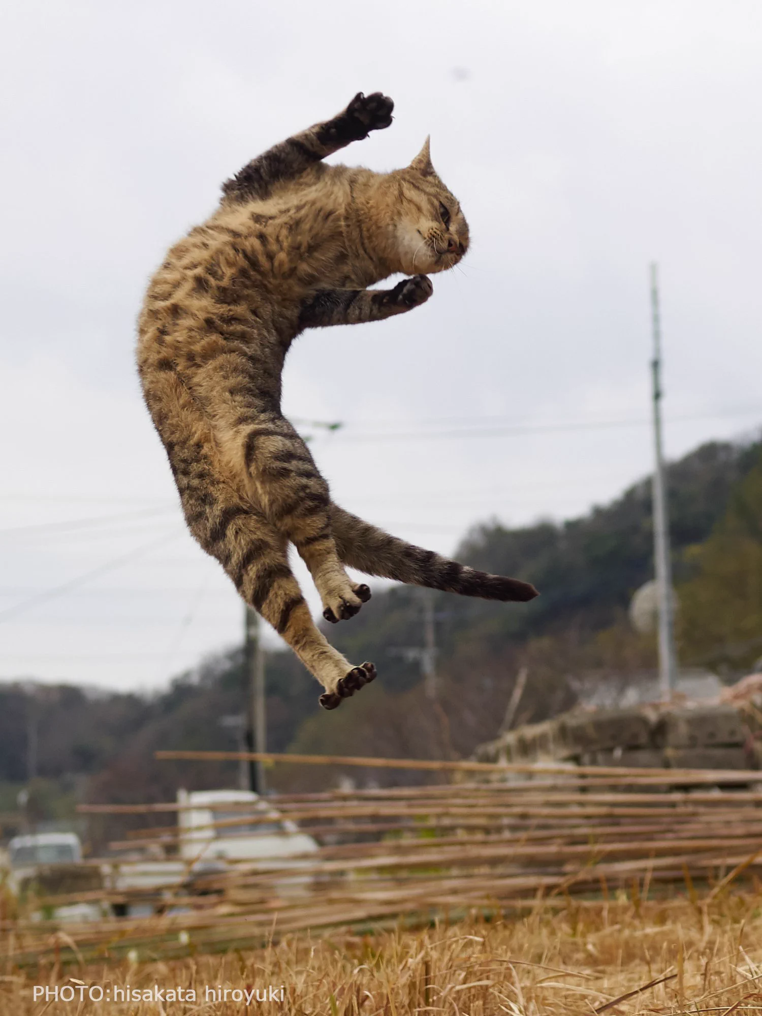 もしかして達人なの？ww猫の達人級の美しさを持ったショットが話題ww