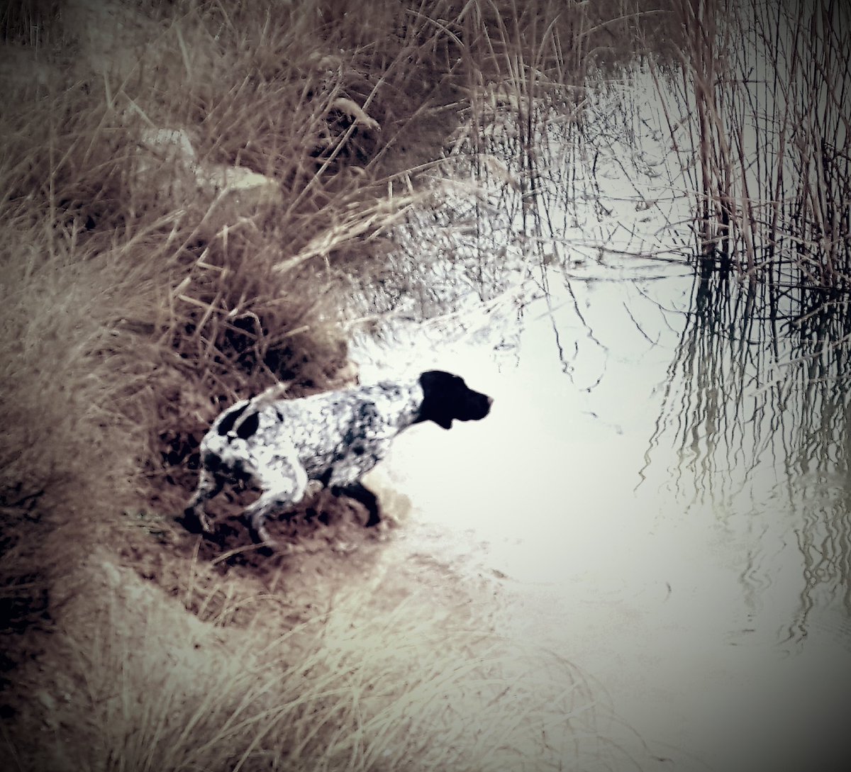 Alberto Martinez (@dogbrac) on Twitter photo 