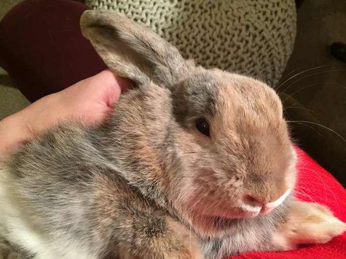 Hanging out with this adorable floof tonight :) https://t.co/o9PozqUHpP