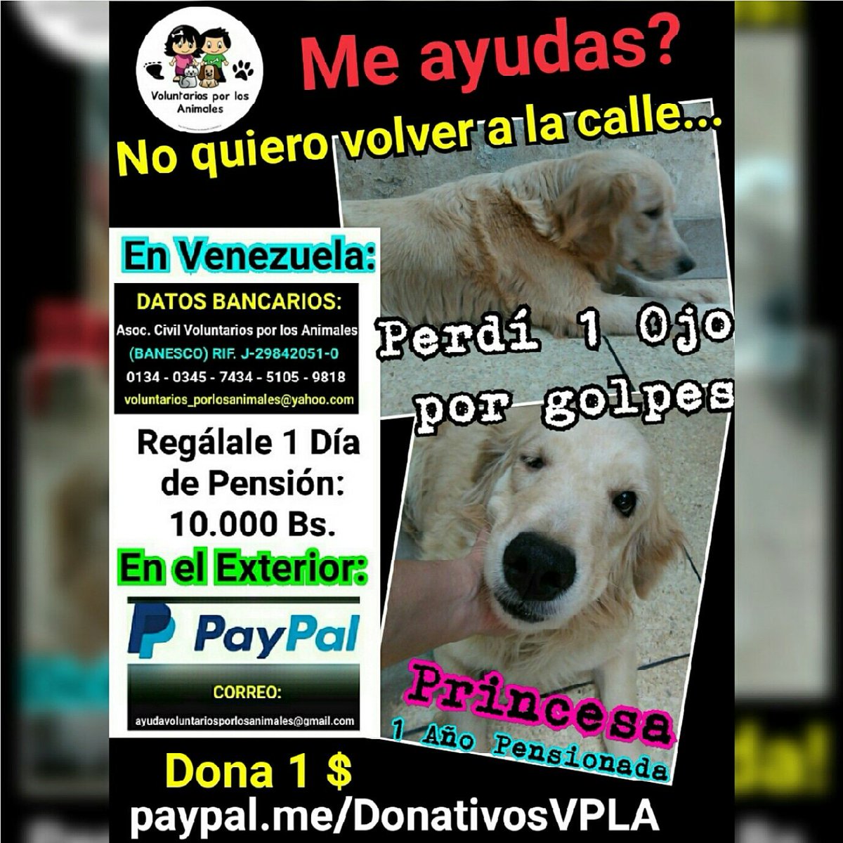PRINCESA perdió un ojo tras ser golpeada con 1 palo!!! Ya la recuperamos de la sarna y hongos. REGÁLALE #1DíadePensión (10.000Bs) MONTO MENSUAL: 300.000 Bs. + 2 Sacos de 18Kg. (2.000.000Bs.) AYUDA URGENTE! Nada es poco!