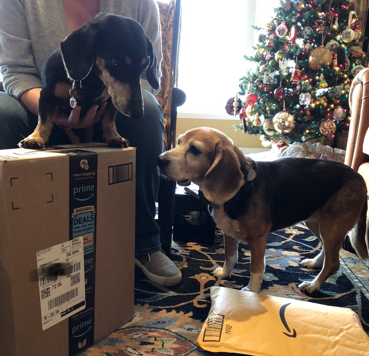 Thank you so much <a href="/DarbyMurphy64/">Darby Murphy</a> #SecretBeagleReveal