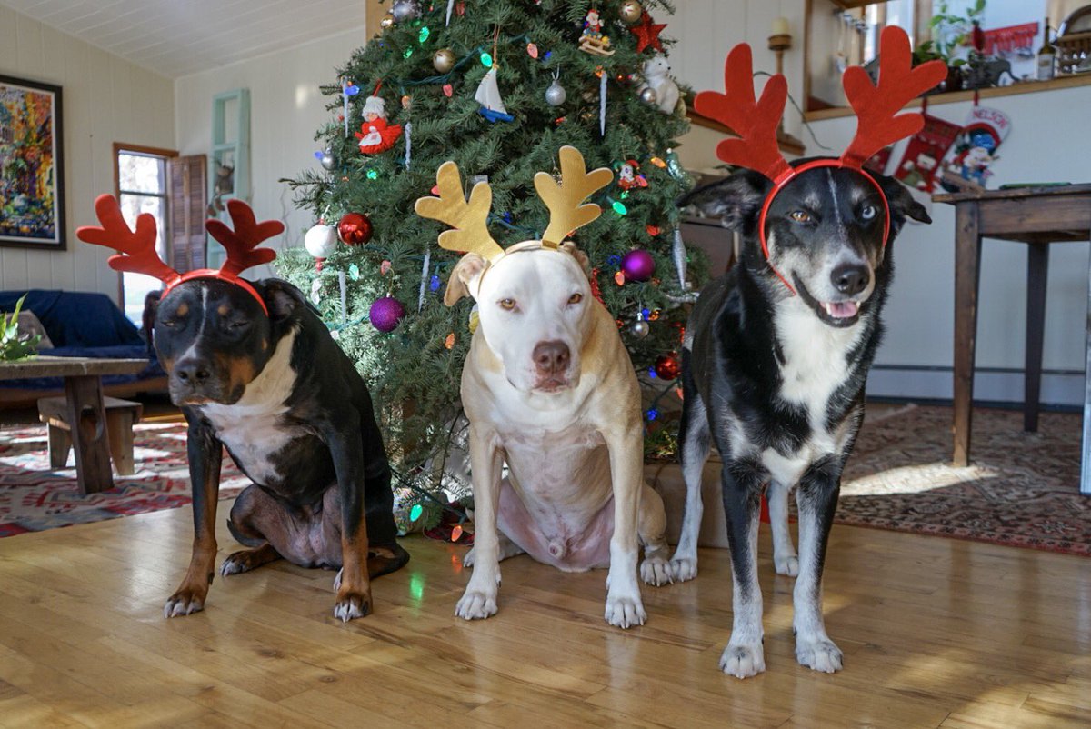 Happy Holidays from Nanga’s Reindeer!