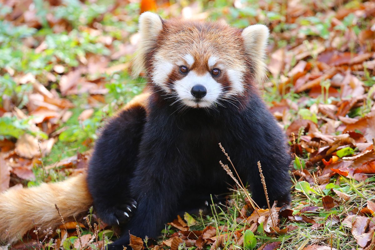 富士サファリパーク公式 上野動物園で ジャイアントパンダ の赤ちゃんの公開が始まりましたね 無事に育ってくれて ホントよかったです 同じパンダと名がつきますが ジャイアントパンダは クマ科 で レッサーパンダ は レッサーパンダ科 なんです