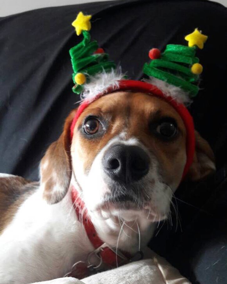 gacusb's tweet photo. #PrimUSB les desea feliz Navidad 🌟 y espera que todos los #PeludosUSB consigan hogares donde los consientan tanto como a ella 🎄❤️
#NotiAdopciones #FotosPeludasNavideñas #AyudaAUnPeludo https://t.co/Why7Fq9VhI https://t.co/sTfXn9VNYs