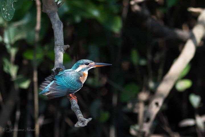 Common Kingfisher...not so common!! #birdsofgoa #kingfisher #birds #birdsofinstagram #birdsofindia #IncredibleIndia