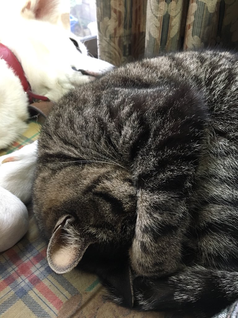 みーこ ねぼすけ 通い猫ばあちゃんが顔隠して寝るの 可愛いなって思うわあ 猫好きさんとつながりたい 犬好きさんと繋がりたい 通い猫 雑種犬 雑種 キジトラ