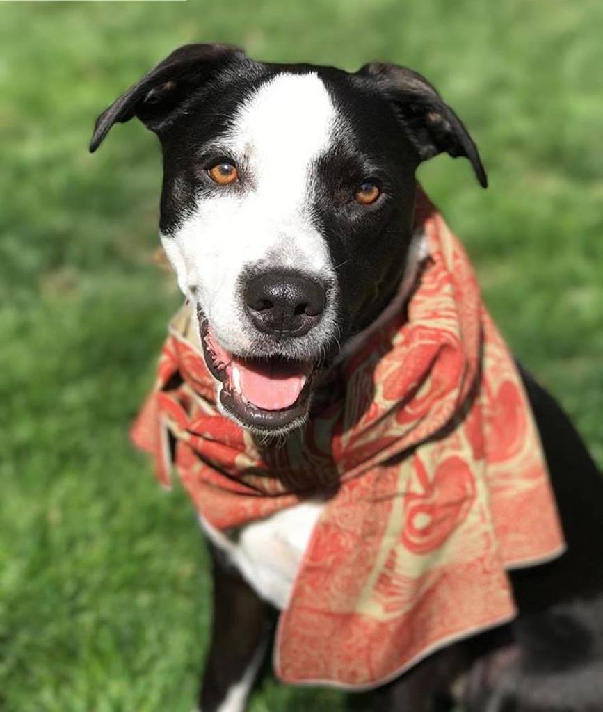 handsomedogscom's tweet photo. 📸@rocquavo ・・・
cosmic roogz 👽 #pitbull #pitbullsofinstagram #bordercolliepitbull #omw2fyb #prettybitch #handsomedogs https://t.co/zMZItizIw5 https://t.co/vPdFRkzLmv