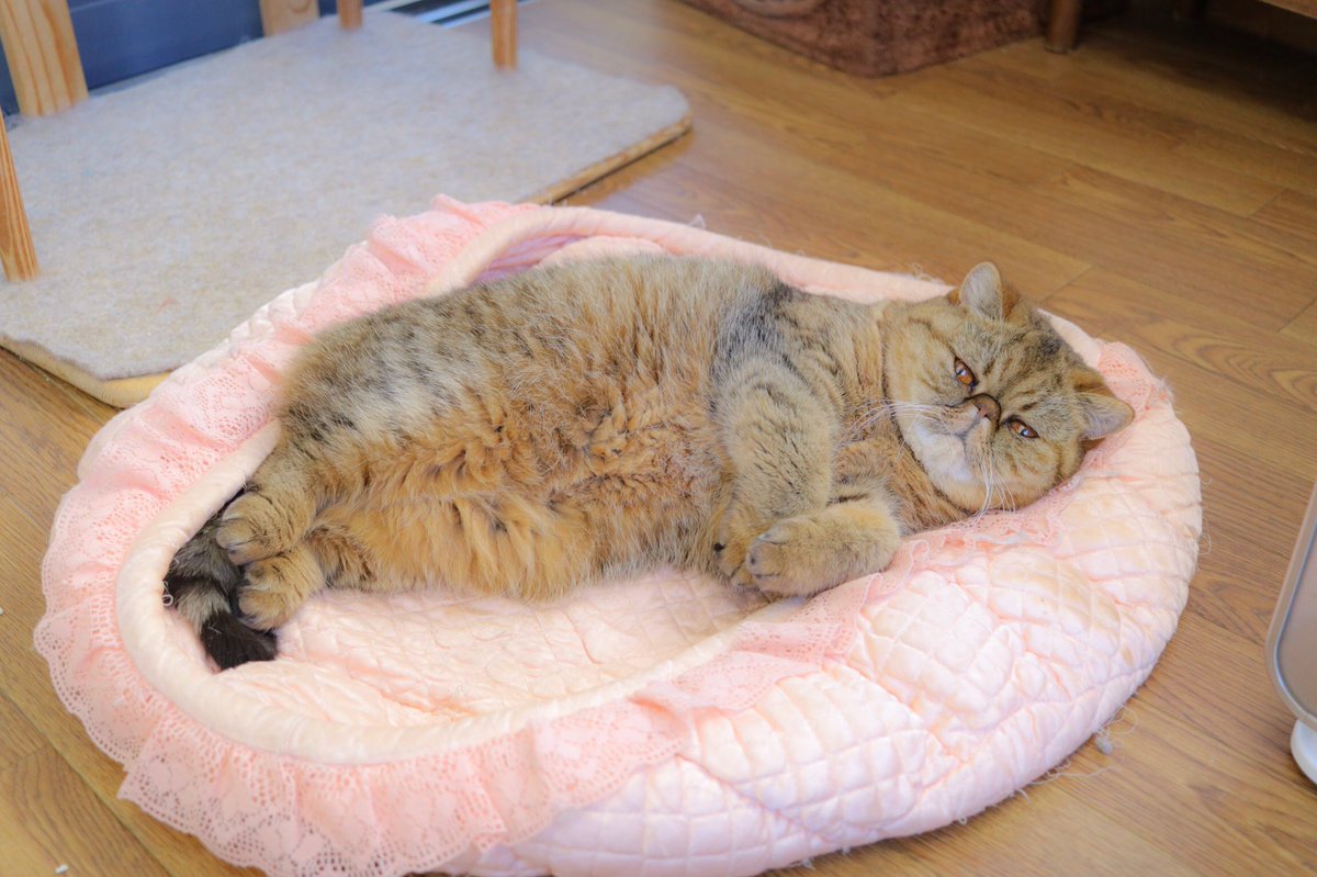 ___pokieve's tweet photo. 久々に猫ちゃんたちにあった🐱❤️
相変わらずゆっくりね！ https://t.co/LcqJzIhWKZ